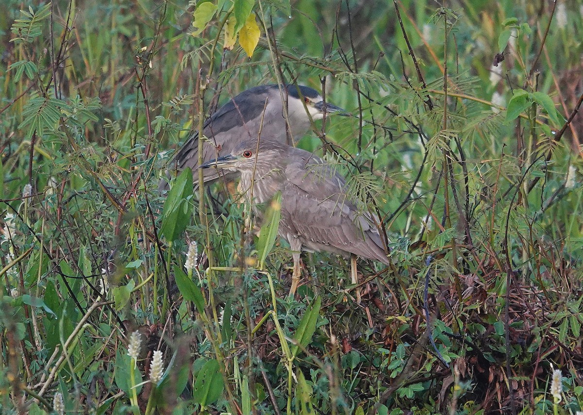 Black-crowned Night Heron - ML638742121