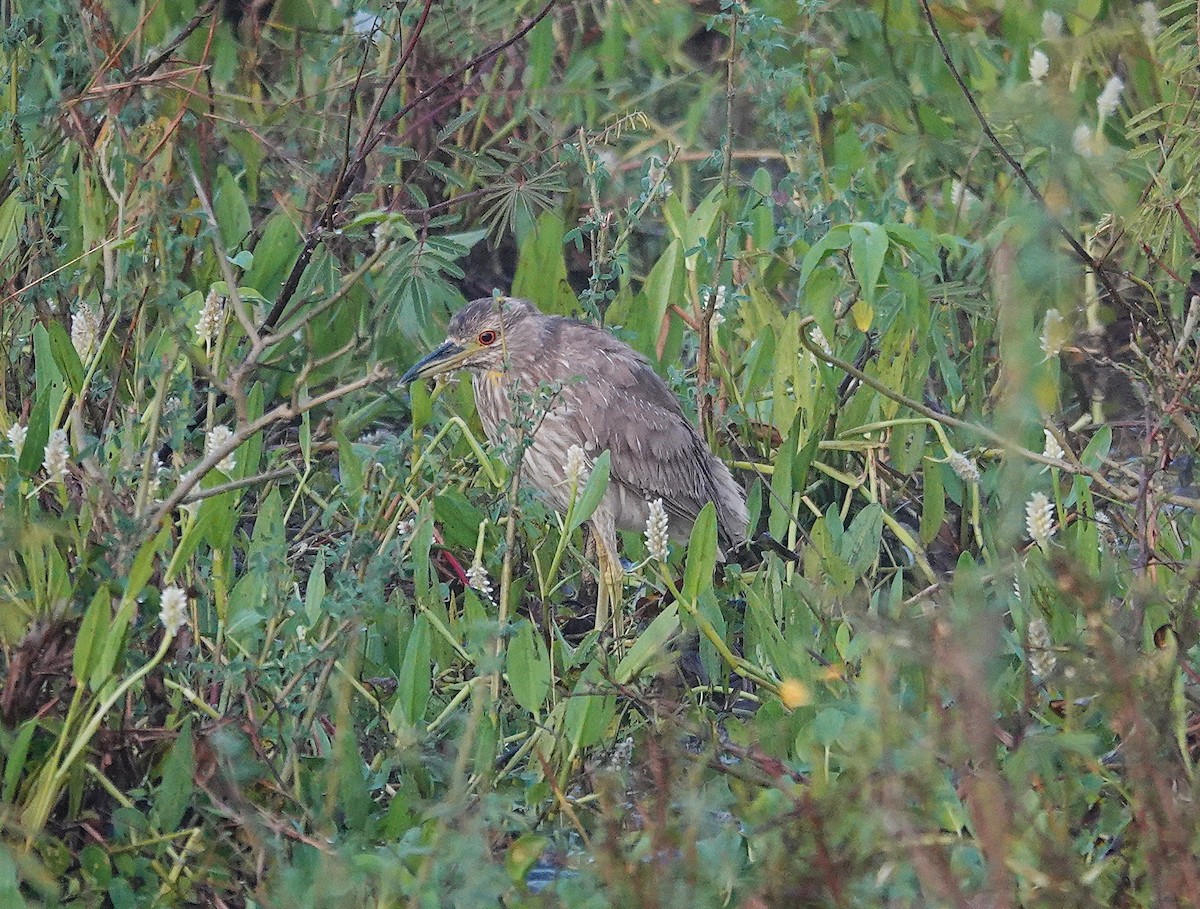 Black-crowned Night Heron - ML638742122