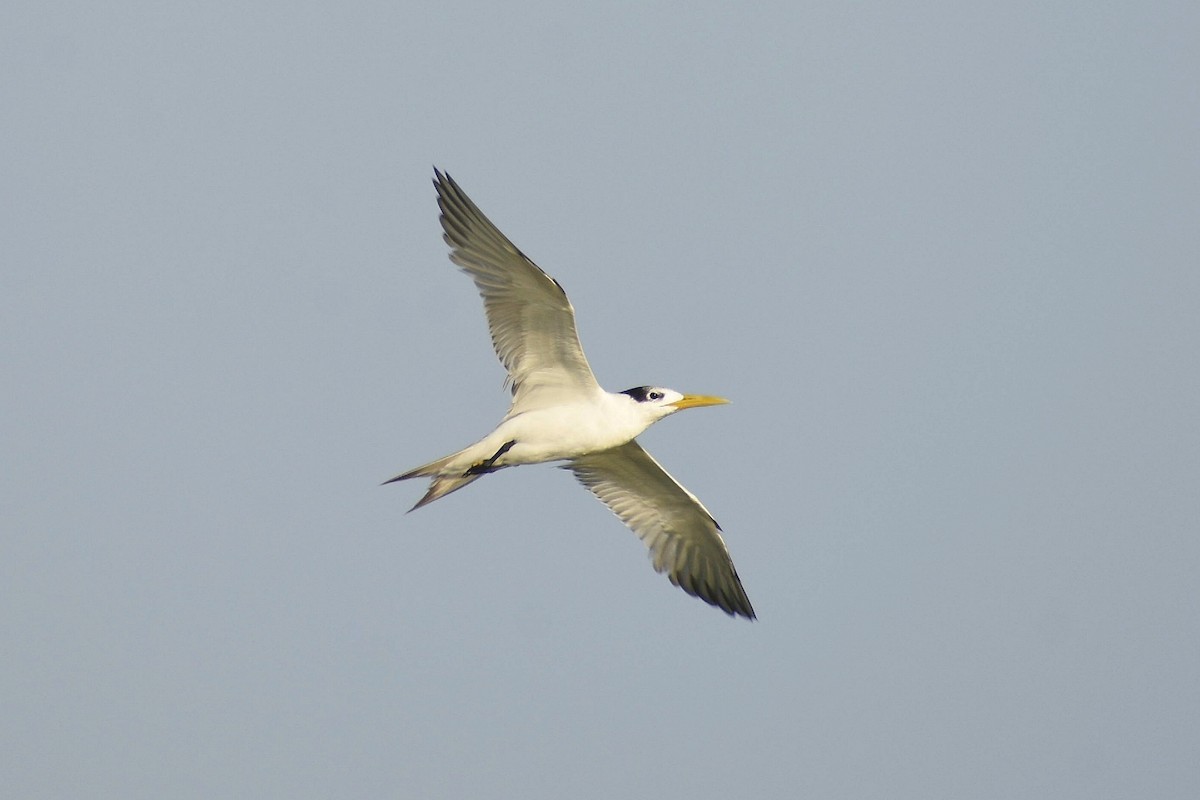 Great Crested Tern - ML638742128