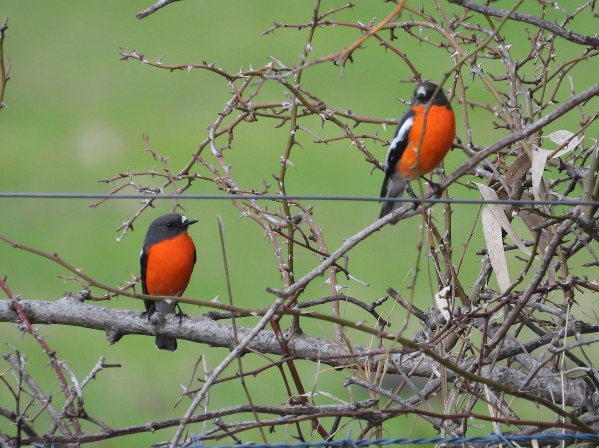 Flame Robin - ML638742142