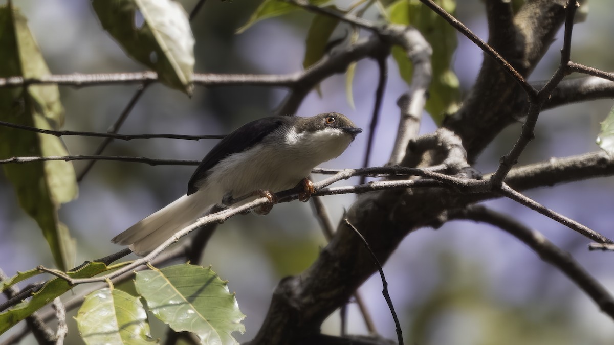 Buff-throated Apalis (Buff-throated) - ML638742160