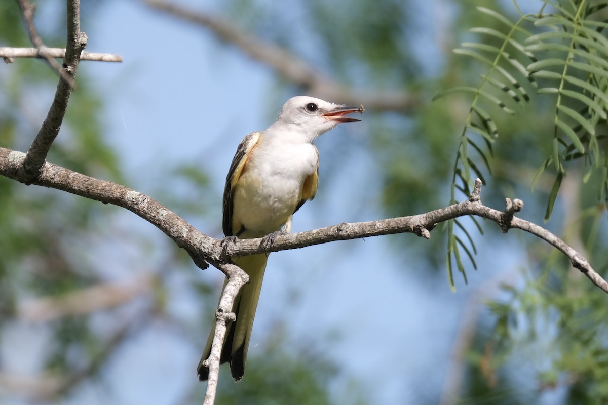 Scissor-tailed Flycatcher - ML638742167