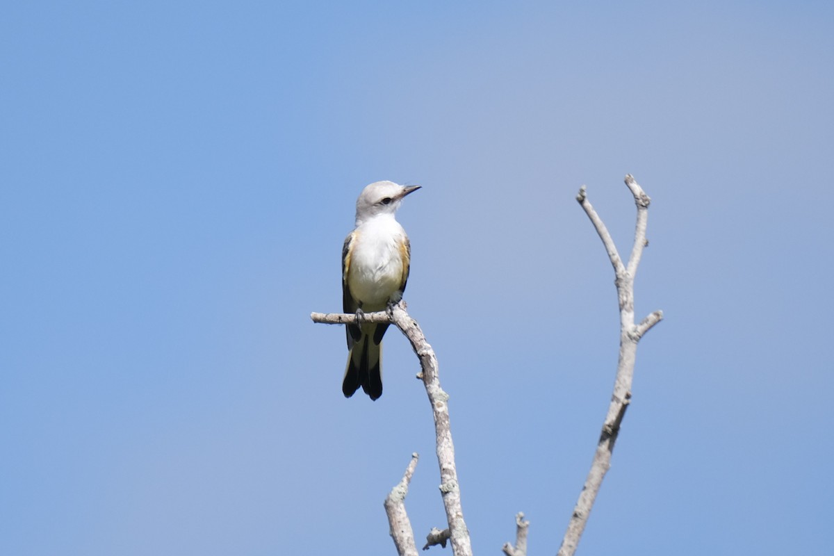 Scissor-tailed Flycatcher - ML638742169