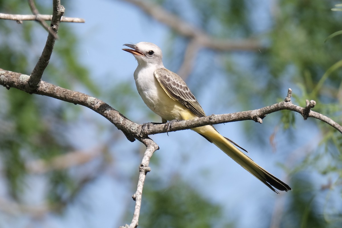 Scissor-tailed Flycatcher - ML638742173