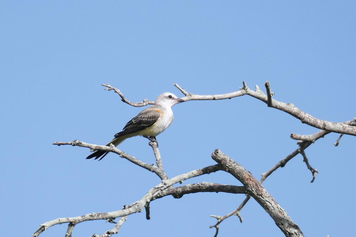 Scissor-tailed Flycatcher - ML638742174