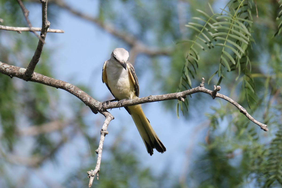 Scissor-tailed Flycatcher - ML638742178