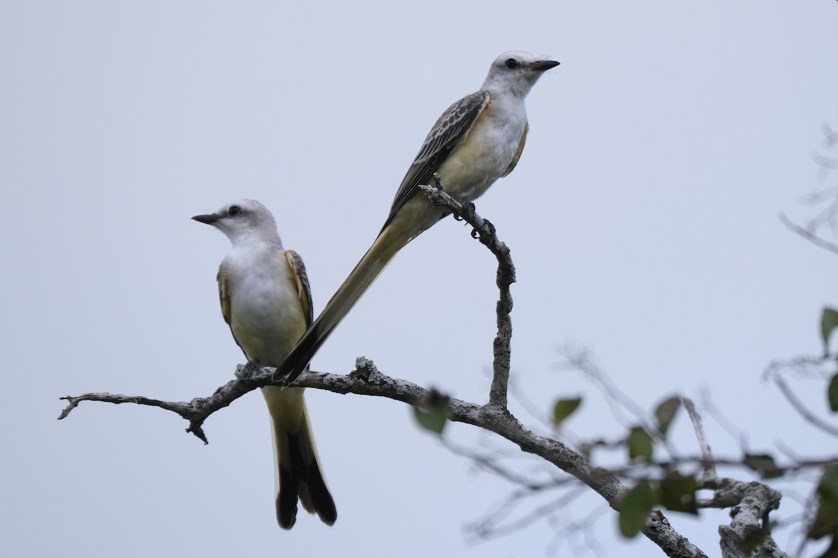 Scissor-tailed Flycatcher - ML638742180