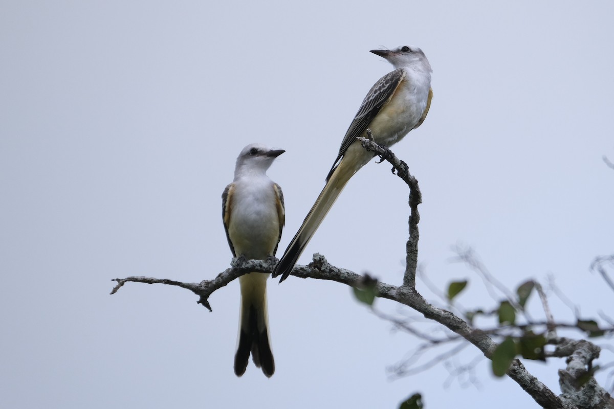 Scissor-tailed Flycatcher - ML638742182
