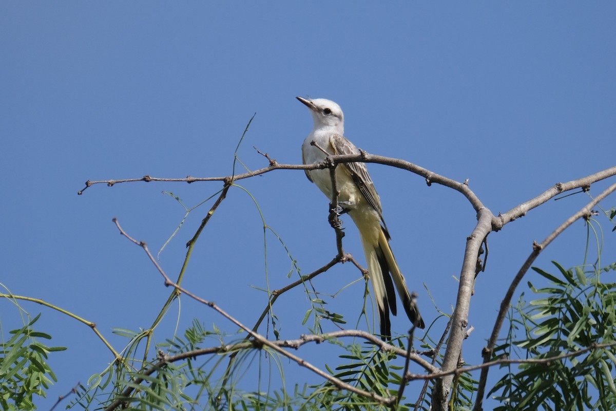 Scissor-tailed Flycatcher - ML638742183
