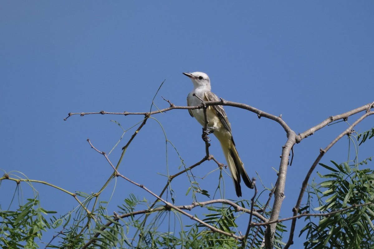 Scissor-tailed Flycatcher - ML638742184