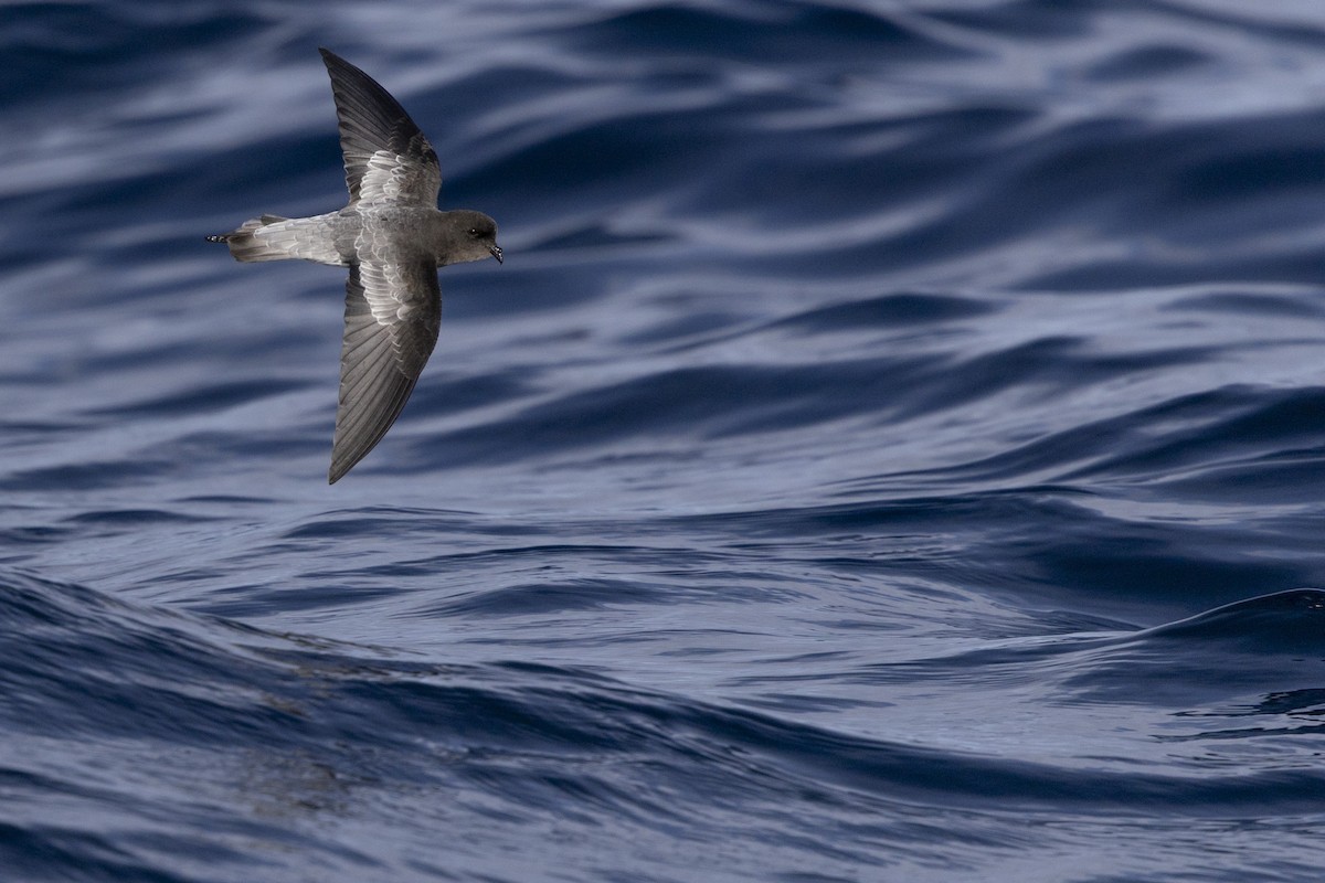 Gray-backed Storm-Petrel - ML638742185