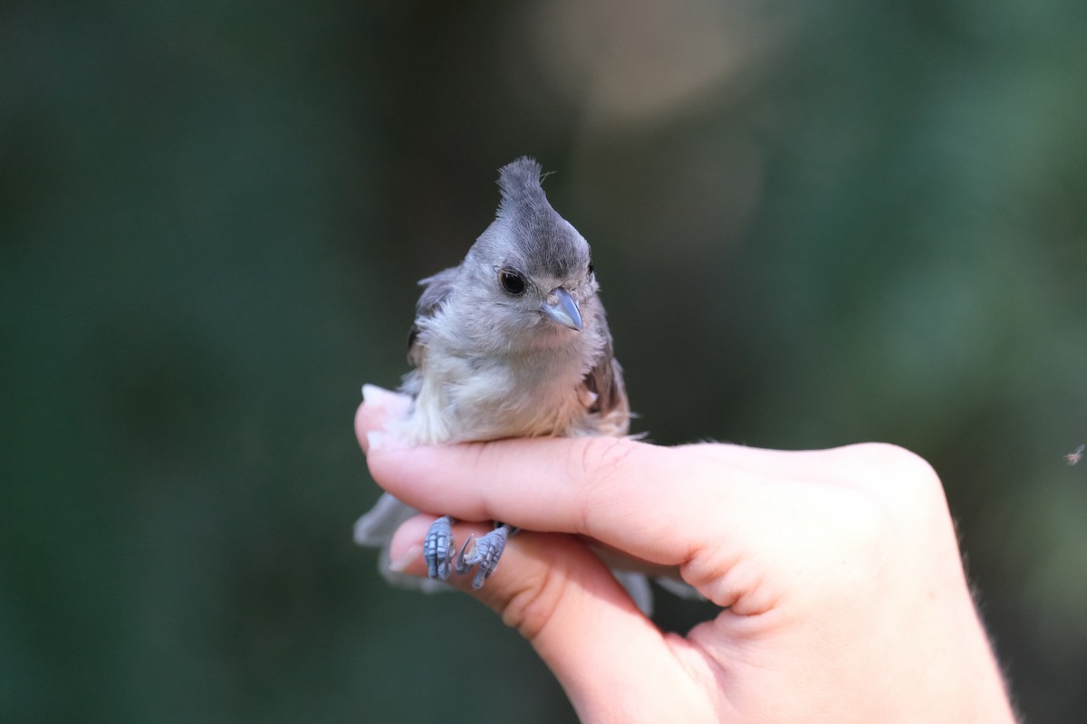 Black-crested Titmouse - ML638742187