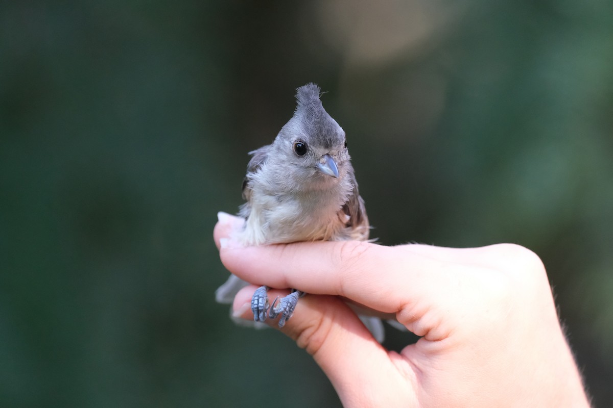 Black-crested Titmouse - ML638742188