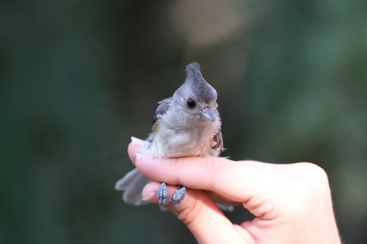 Black-crested Titmouse - ML638742189