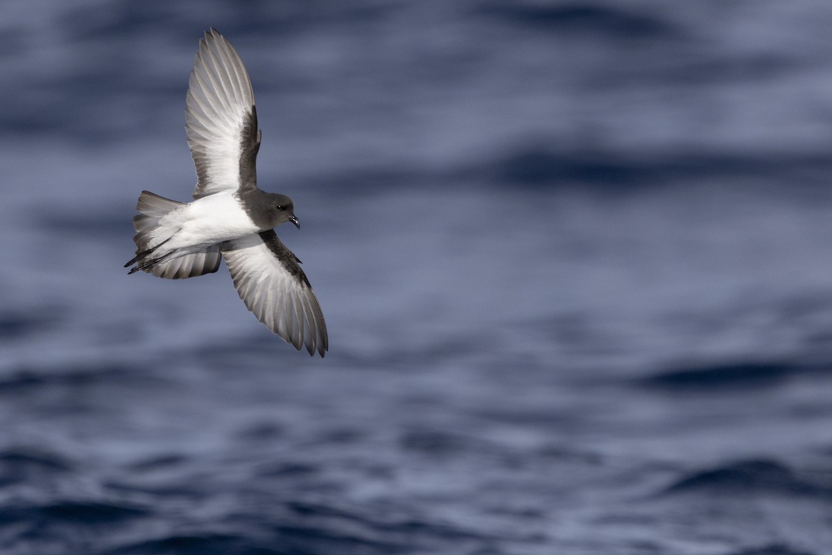Gray-backed Storm-Petrel - ML638742191