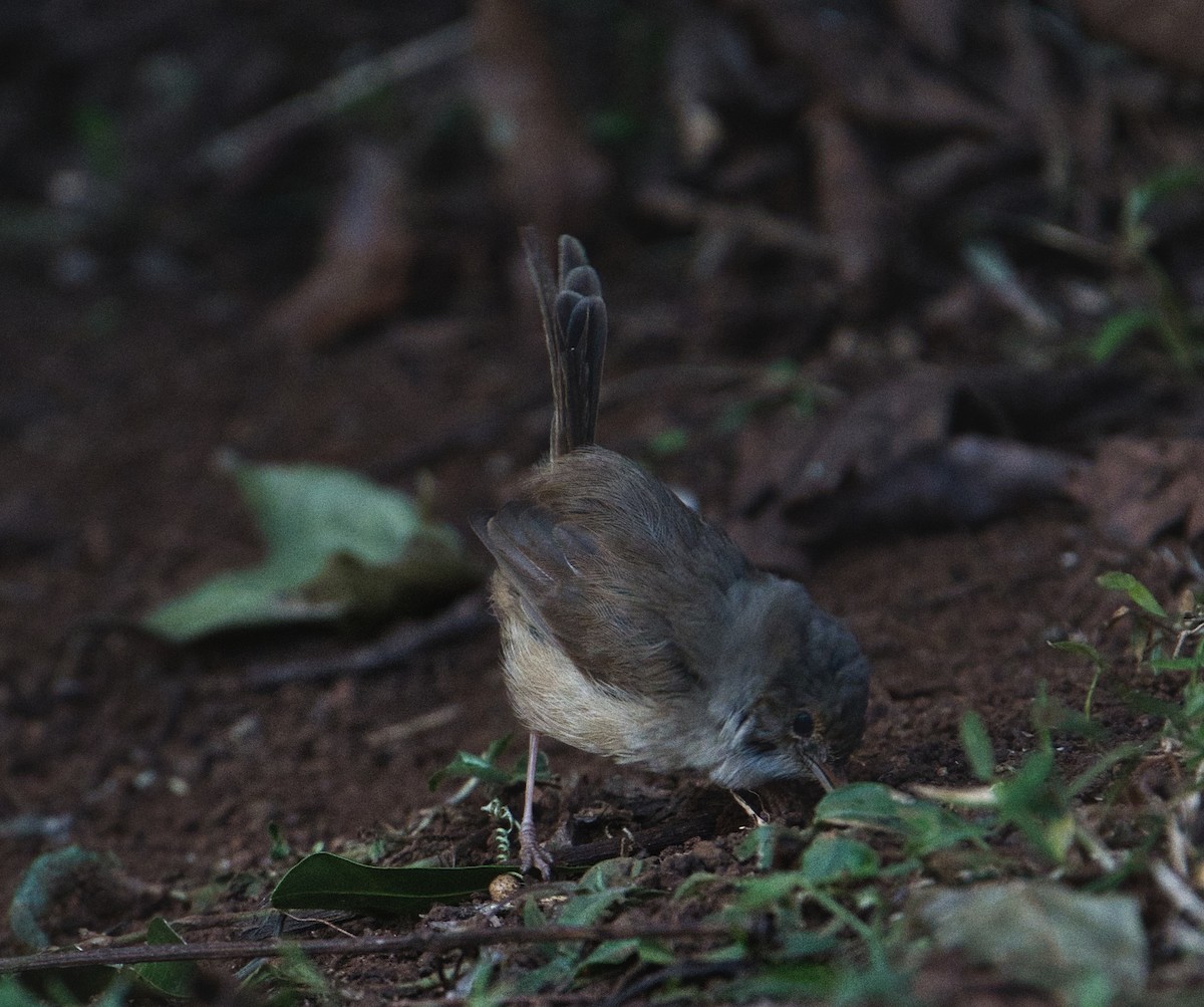 Red-backed Fairywren - ML638742192