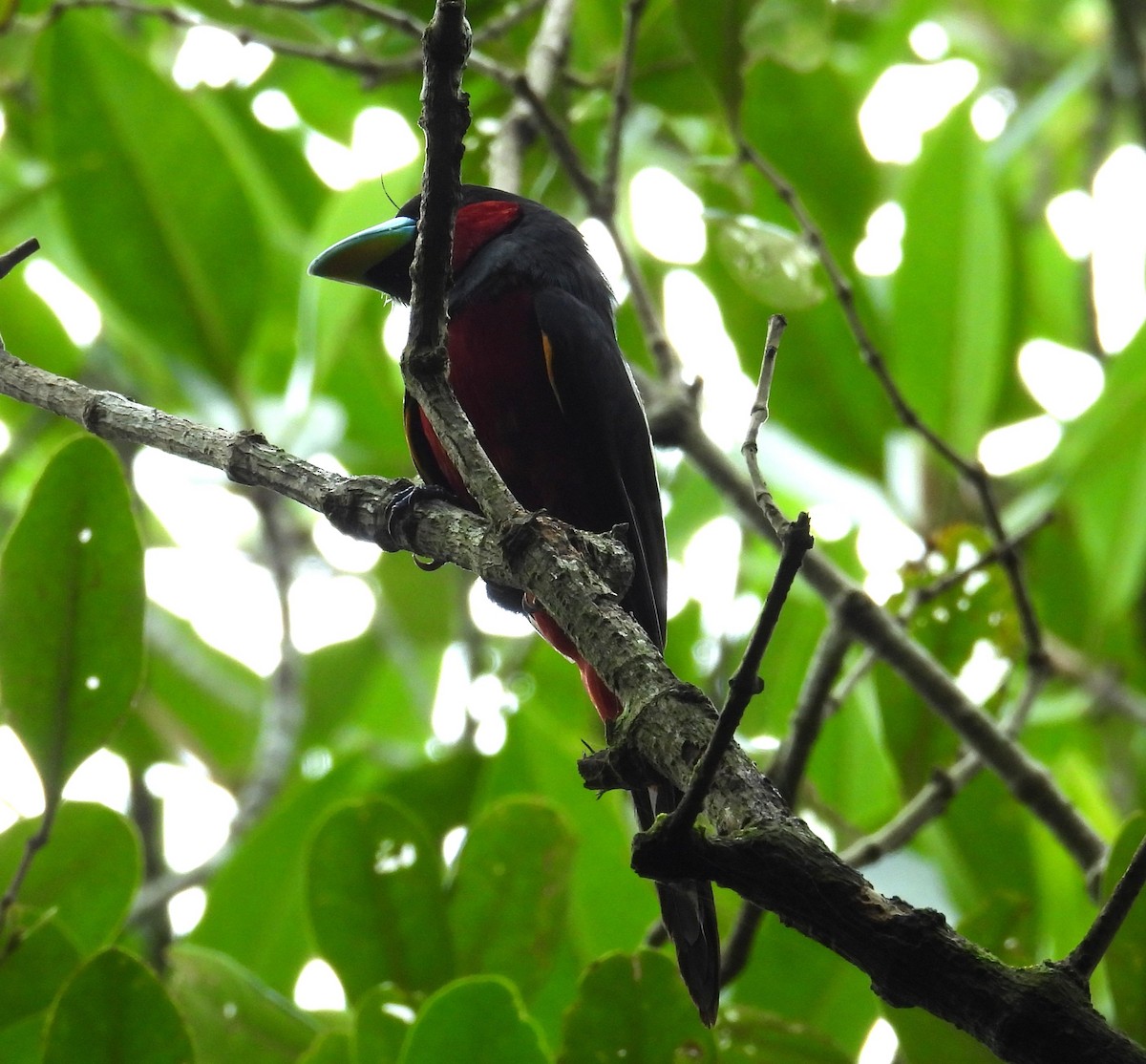 Black-and-red Broadbill - ML638742193