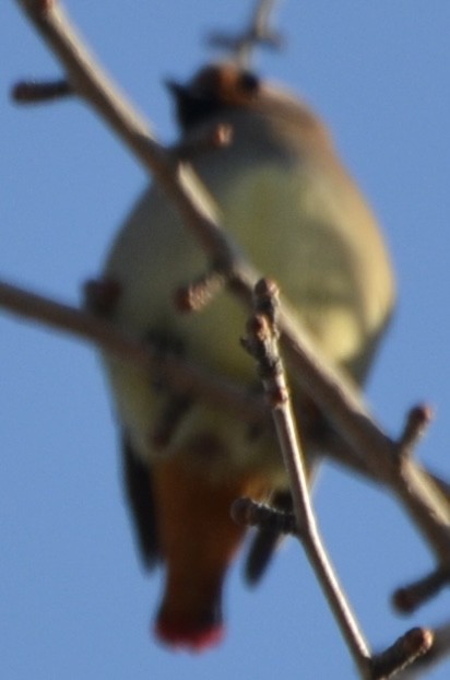 Japanese Waxwing - ML638742195