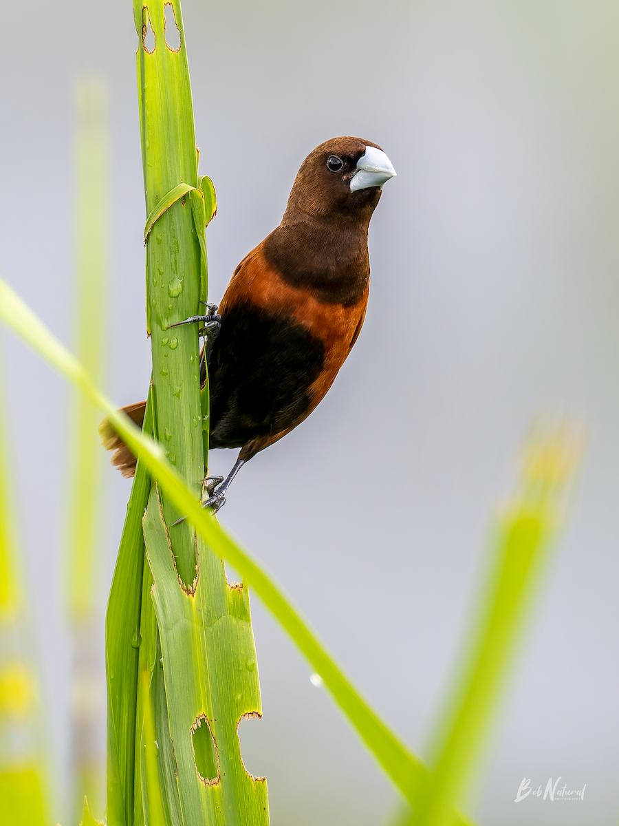 Chestnut Munia - ML638742196