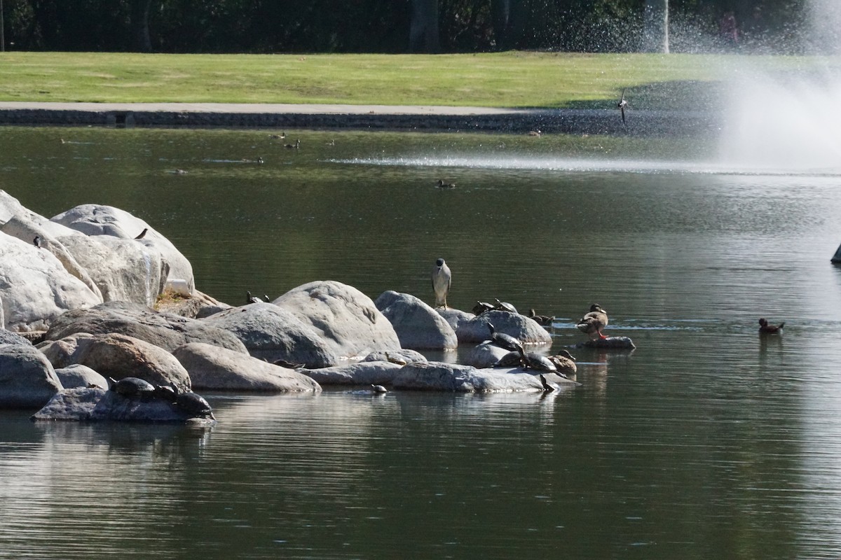 Black-crowned Night Heron - ML638742198