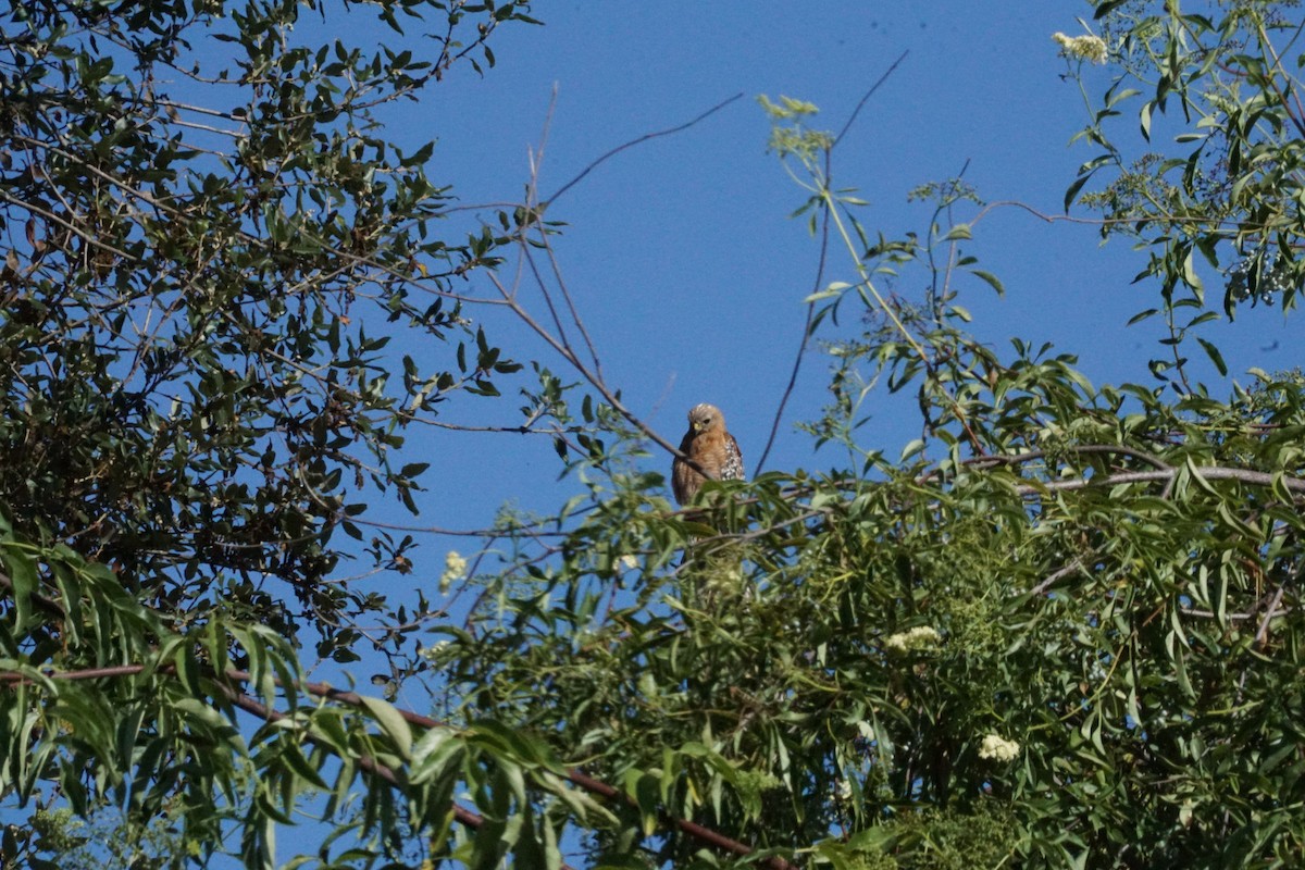 Red-shouldered Hawk - ML638742201