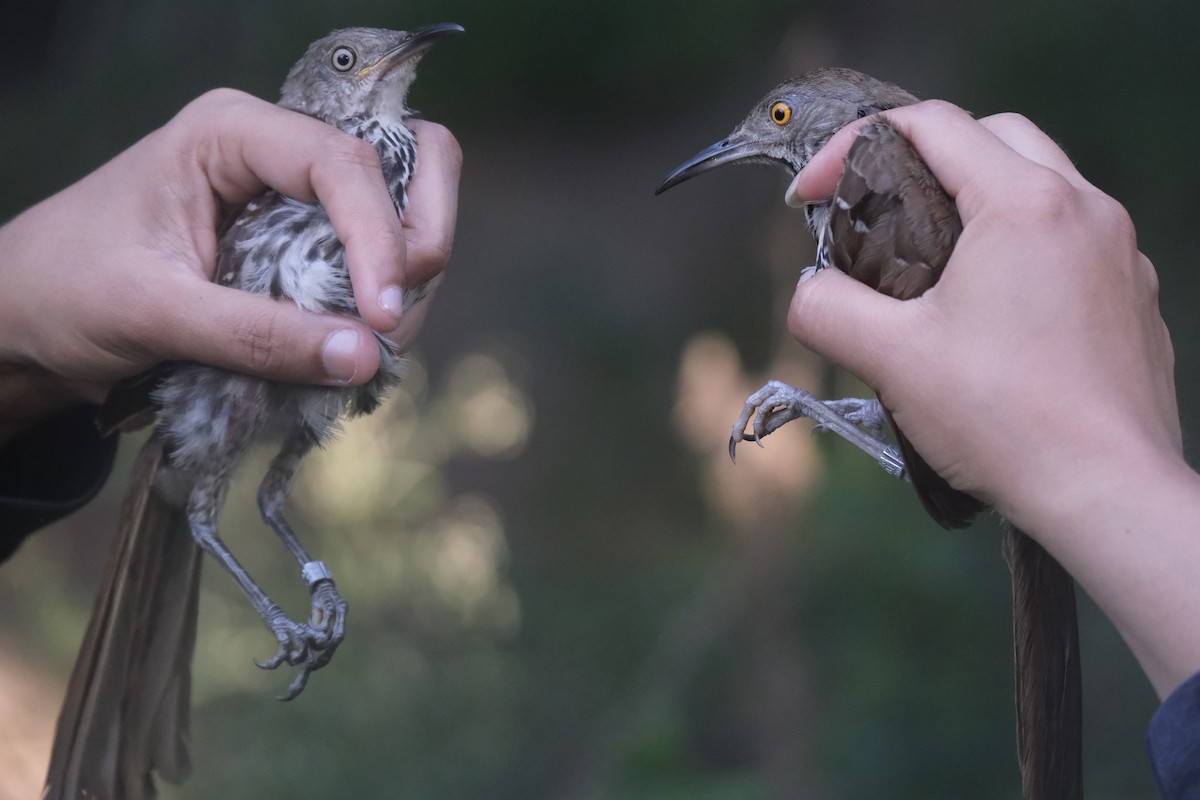 Long-billed Thrasher - ML638742206