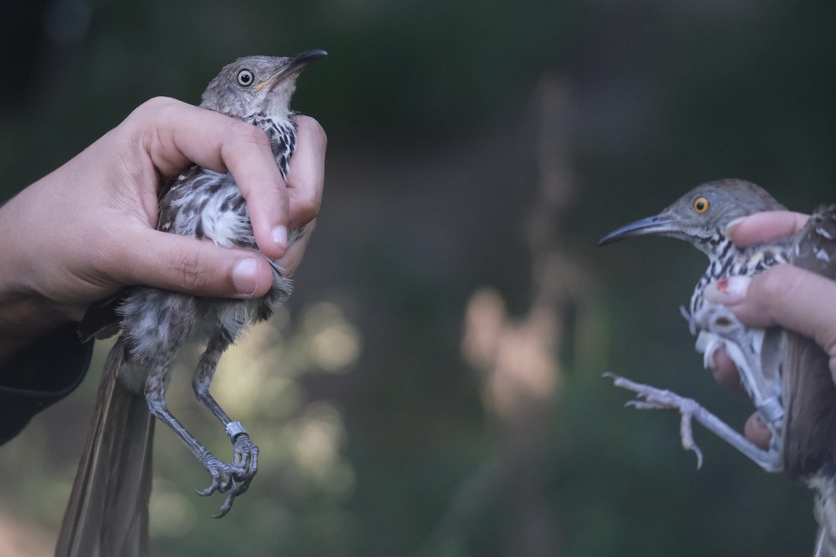 Long-billed Thrasher - ML638742207