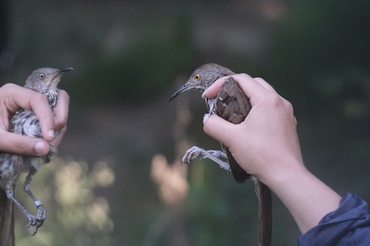 Long-billed Thrasher - ML638742208