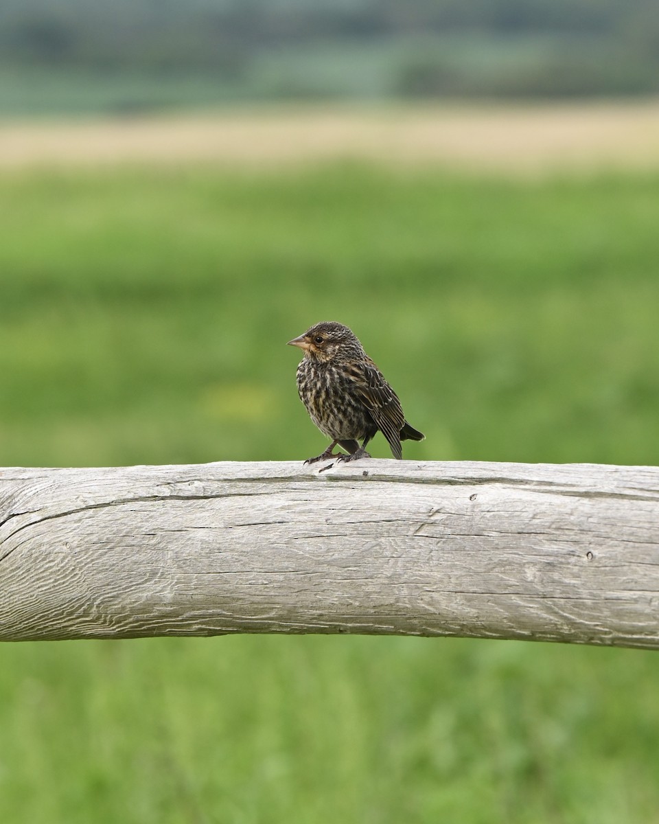 Red-winged Blackbird - ML638742212