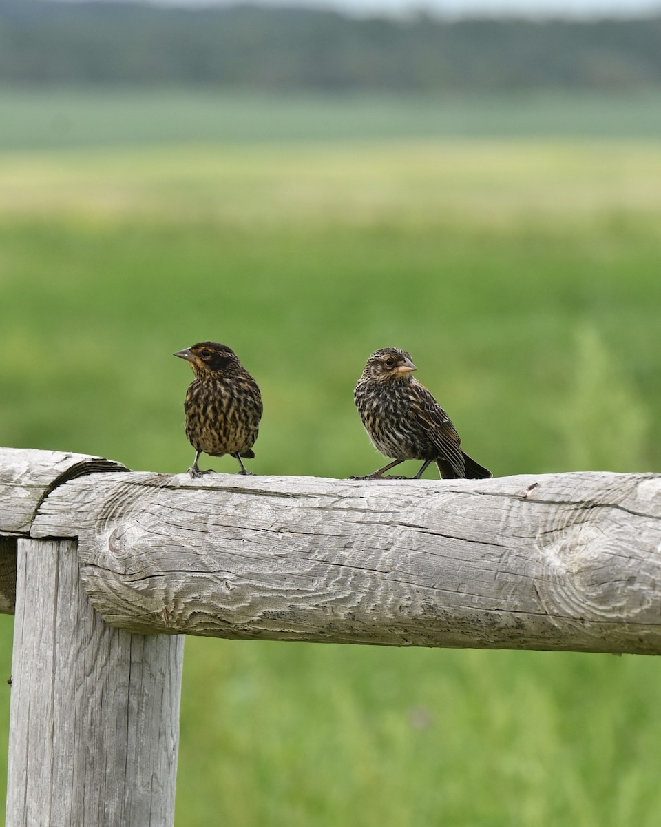 Red-winged Blackbird - ML638742213