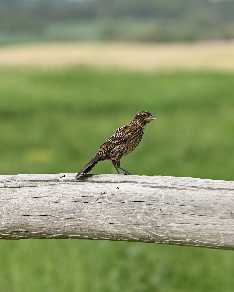 Red-winged Blackbird - ML638742214