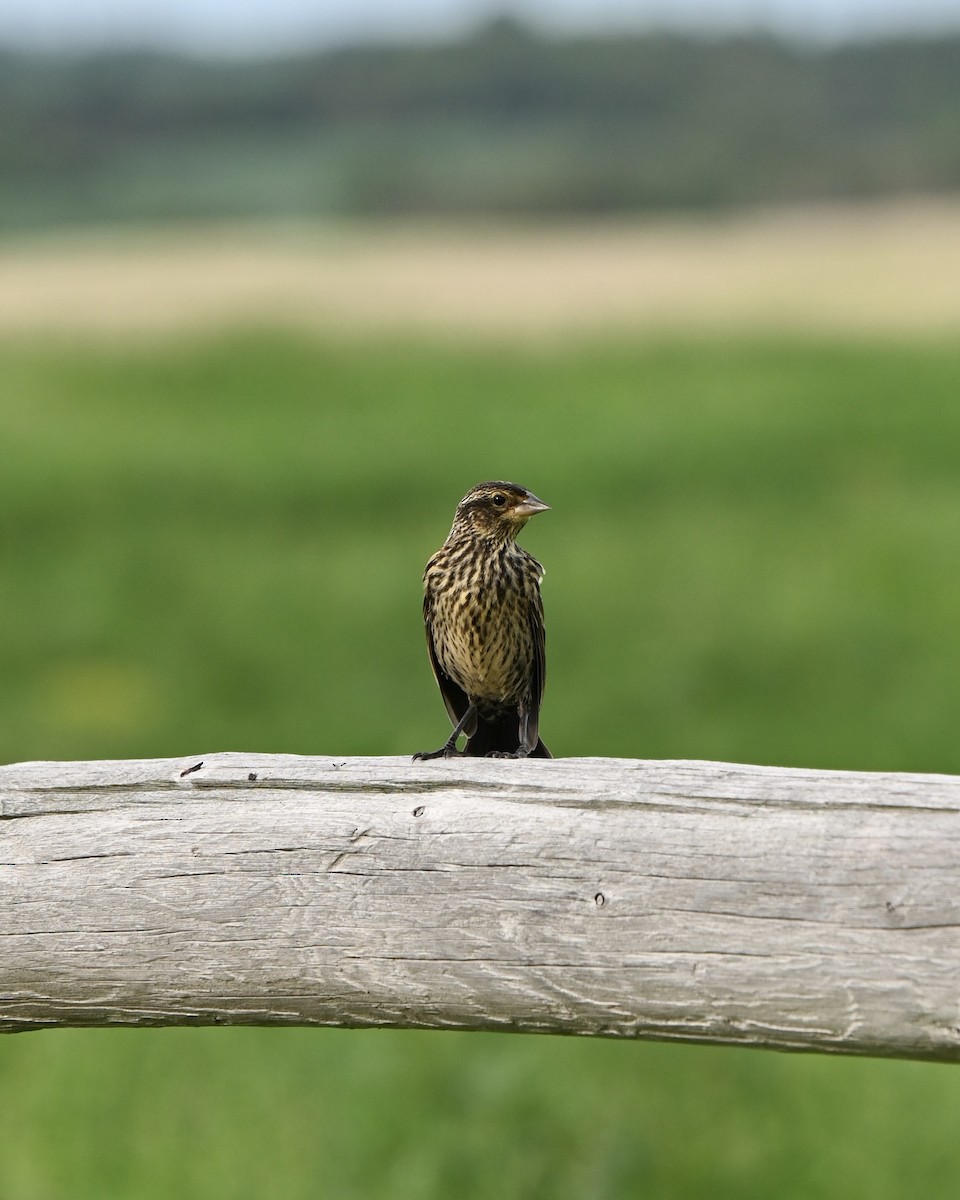 Red-winged Blackbird - ML638742215