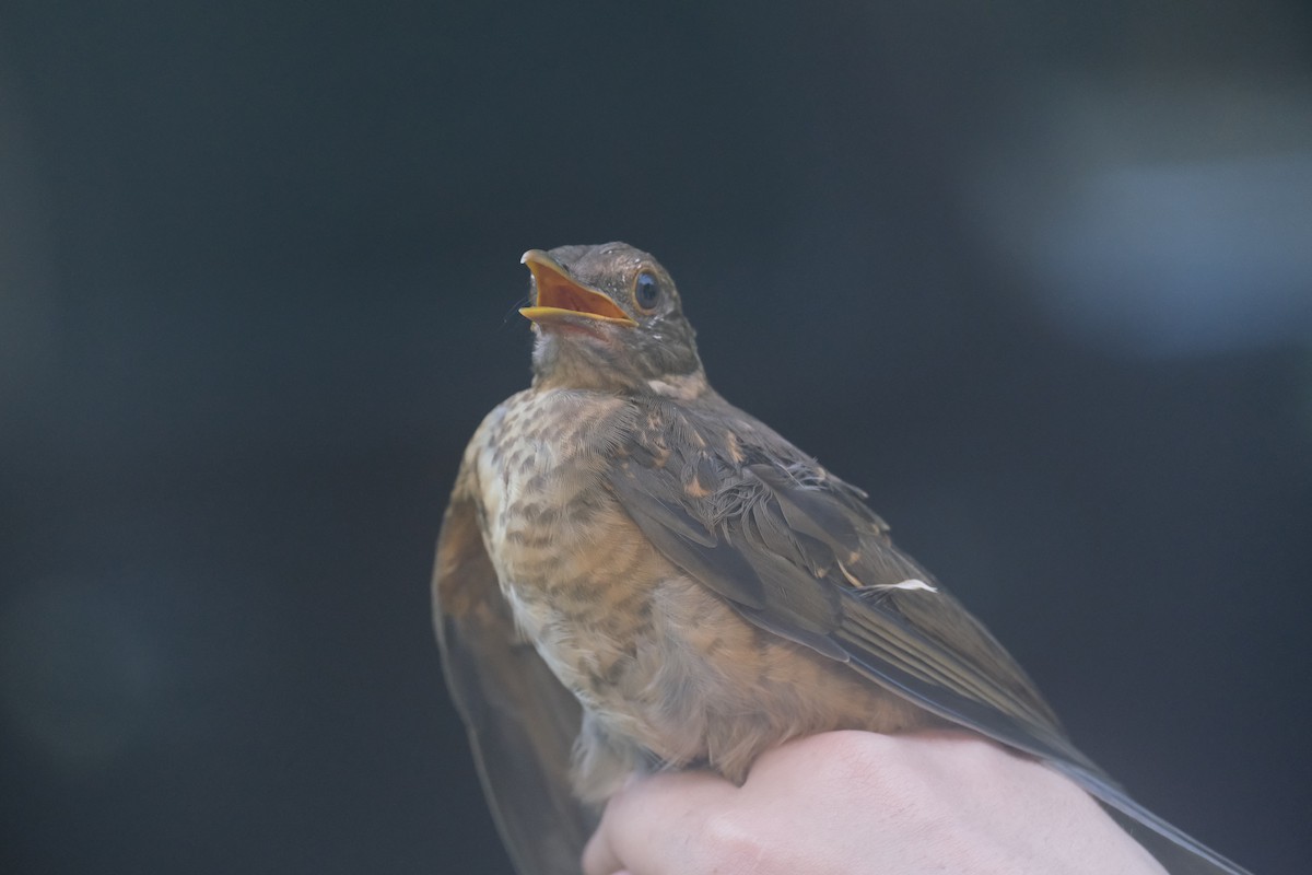 Clay-colored Thrush - ML638742217