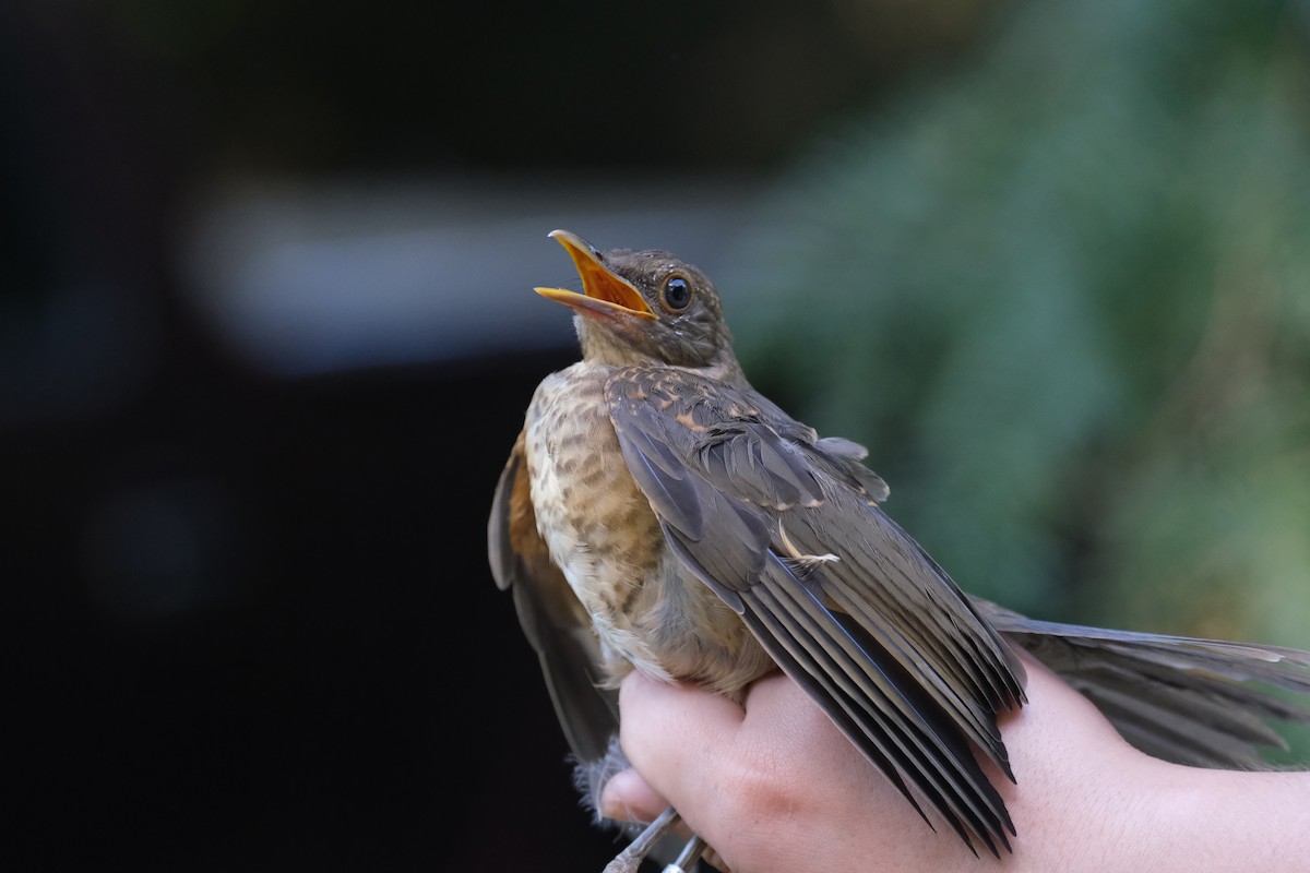Clay-colored Thrush - ML638742218