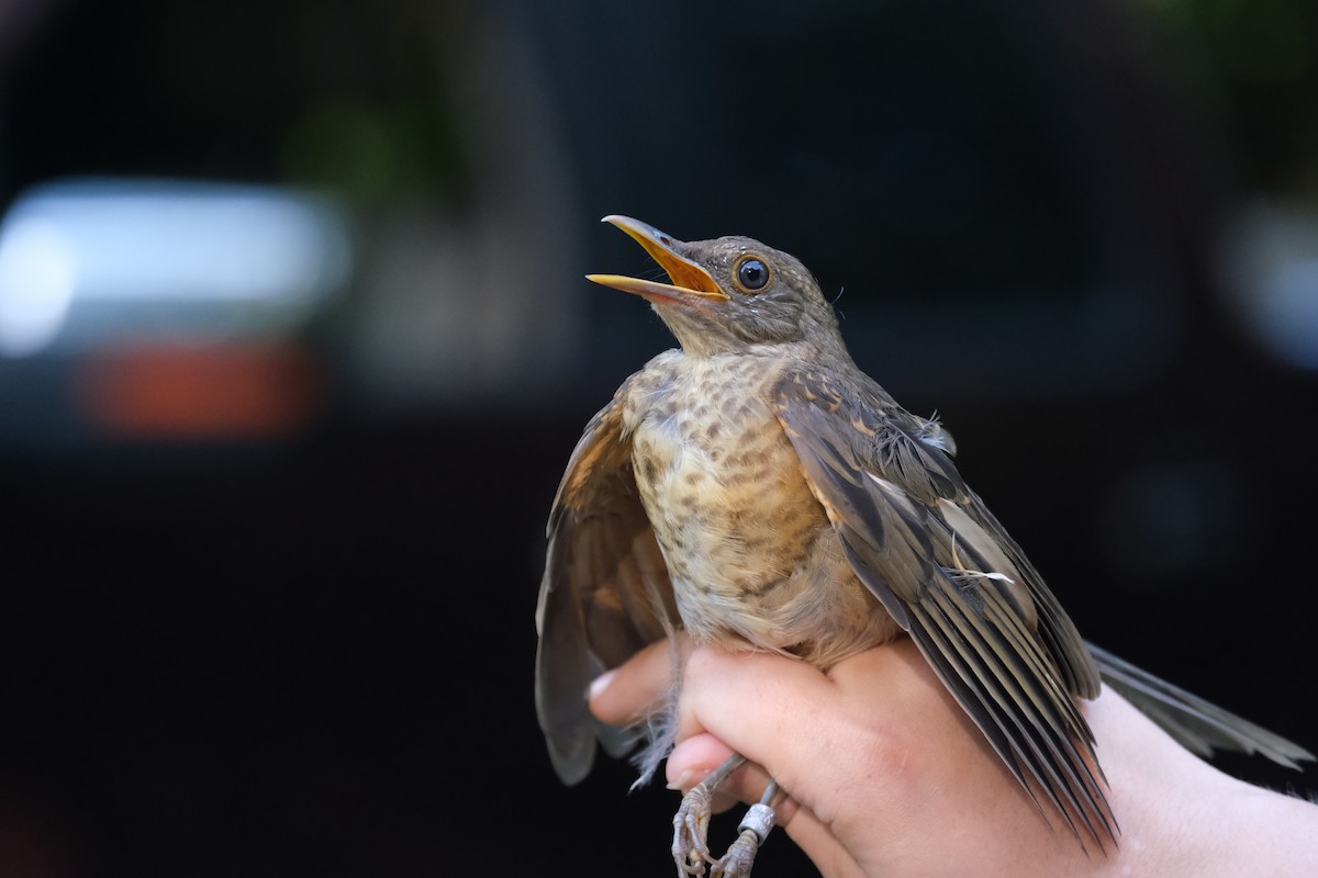 Clay-colored Thrush - ML638742219