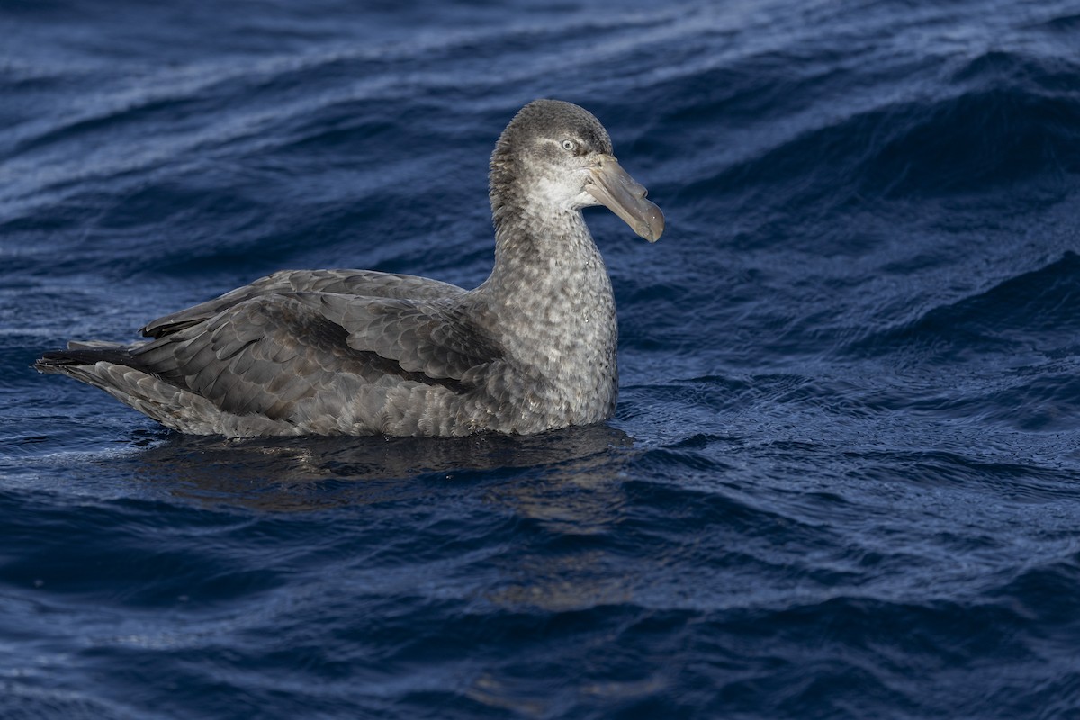 Northern Giant-Petrel - ML638742220