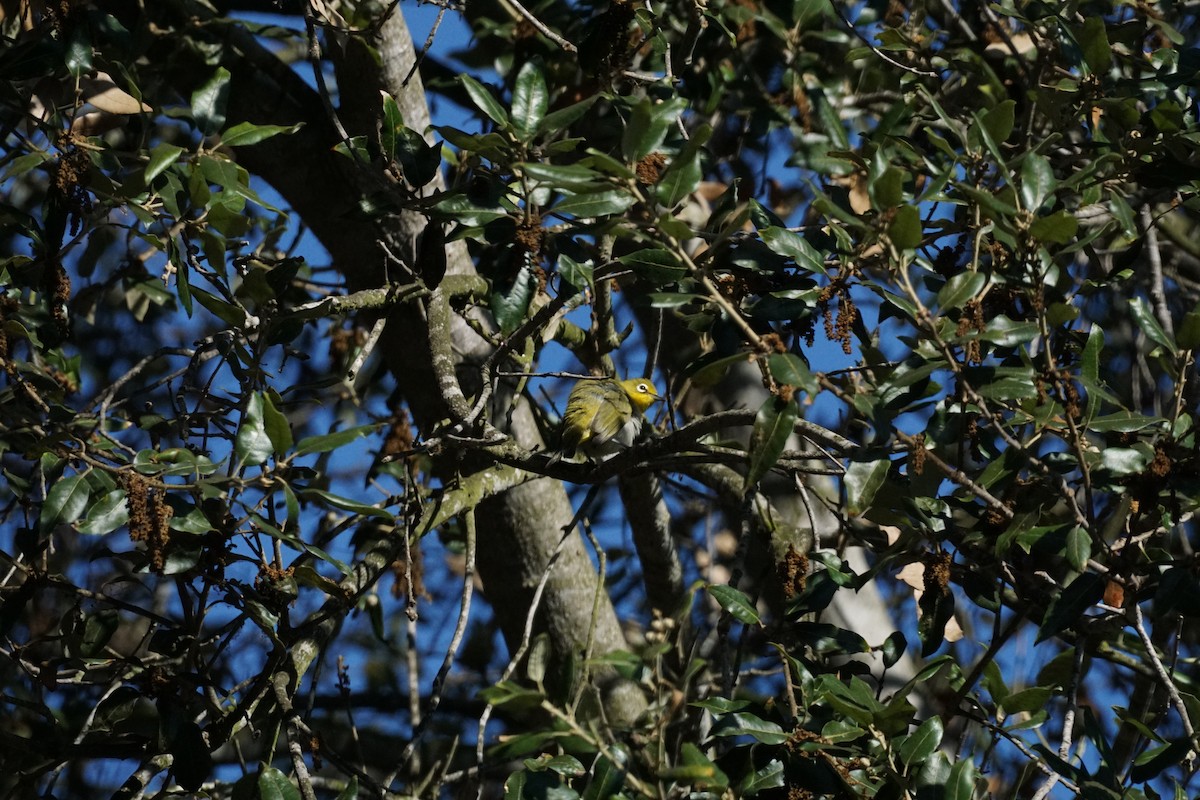 Swinhoe's White-eye - ML638742221