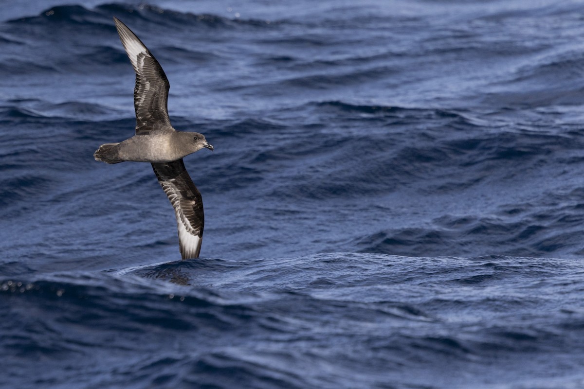 Providence Petrel - ML638742263