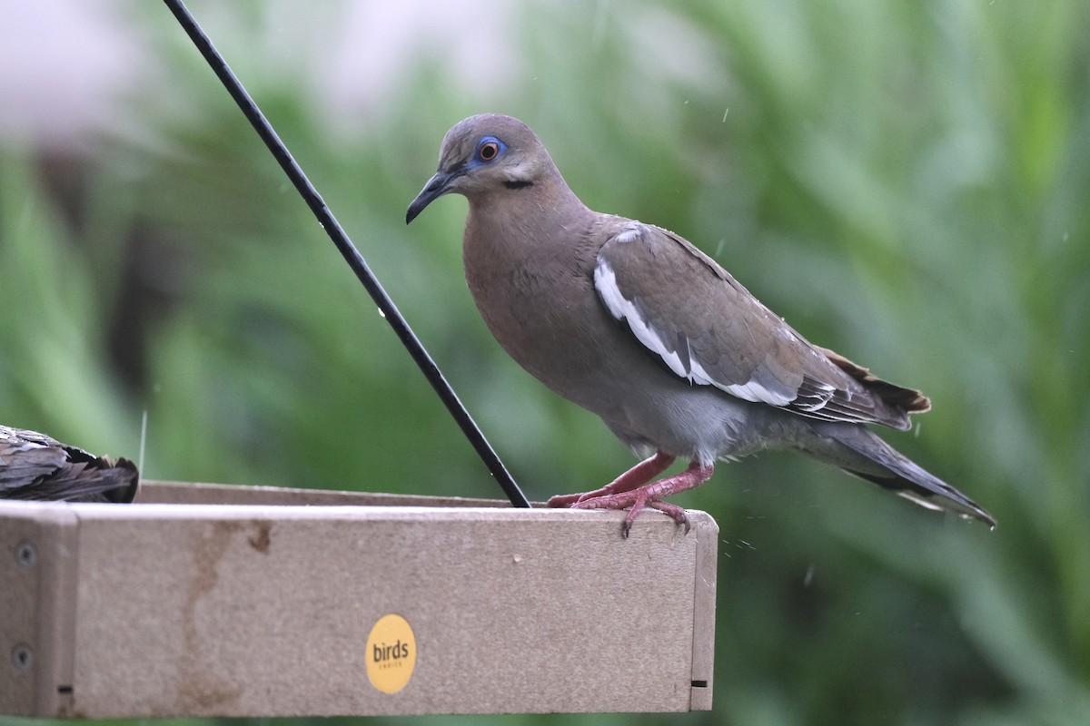 White-winged Dove - ML638742293
