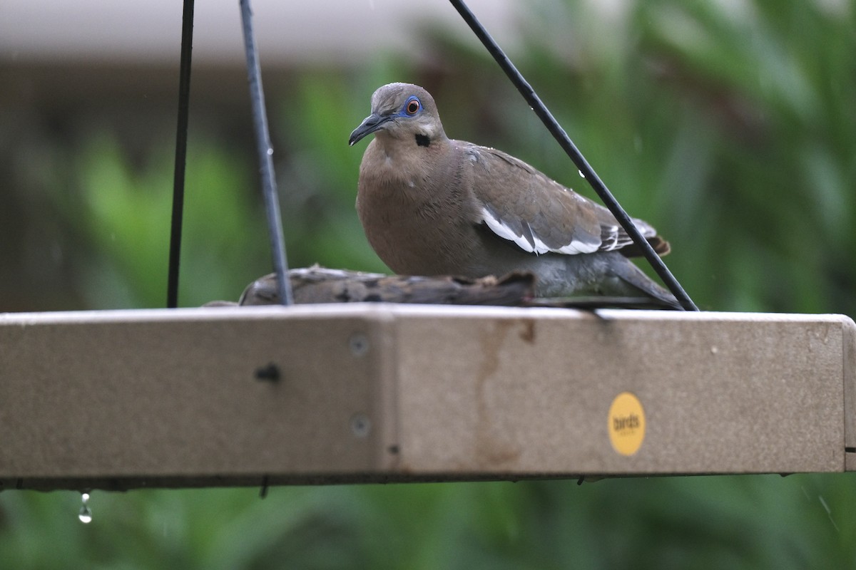 White-winged Dove - ML638742294