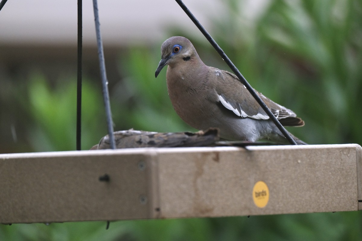 White-winged Dove - ML638742295