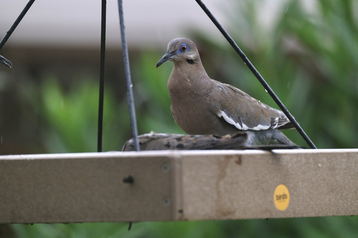 White-winged Dove - ML638742296