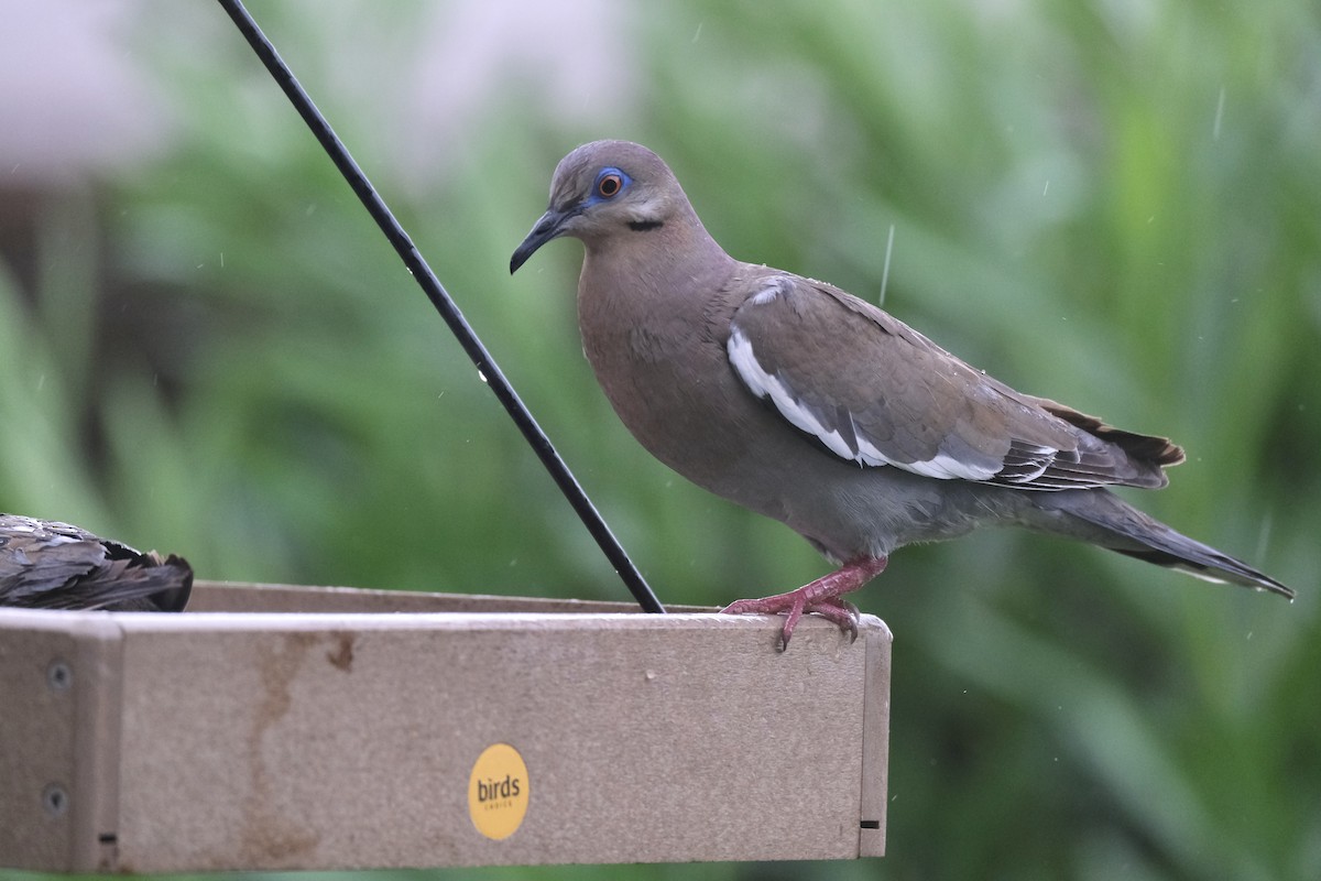 White-winged Dove - ML638742297