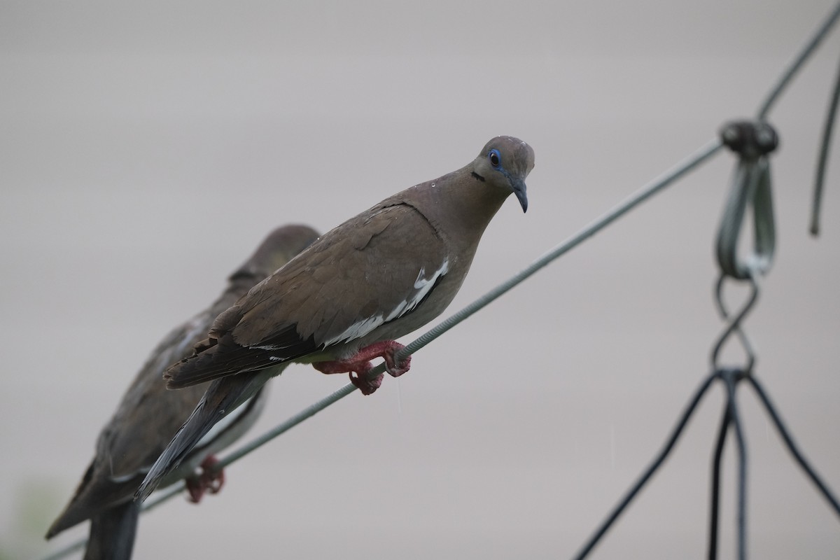 White-winged Dove - ML638742299