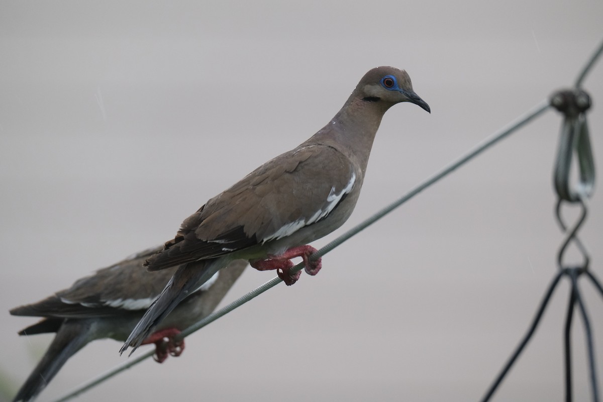White-winged Dove - ML638742301
