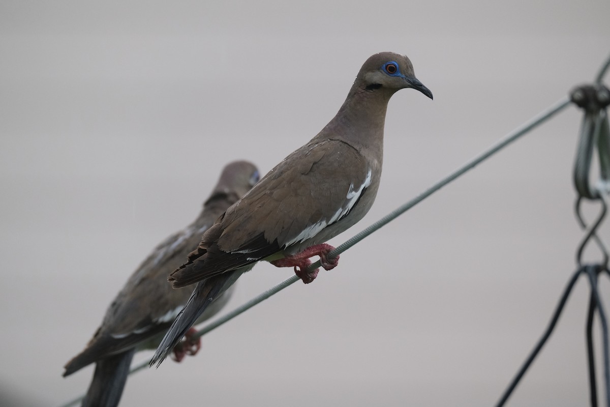 White-winged Dove - ML638742302