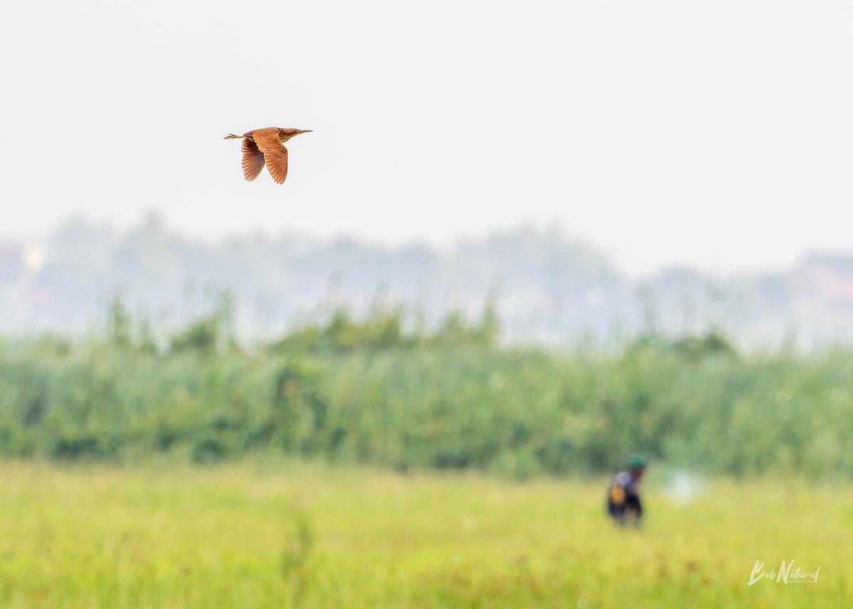Cinnamon Bittern - ML638742323