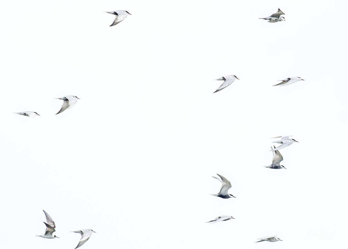 Mignattino piombato - ML638742327