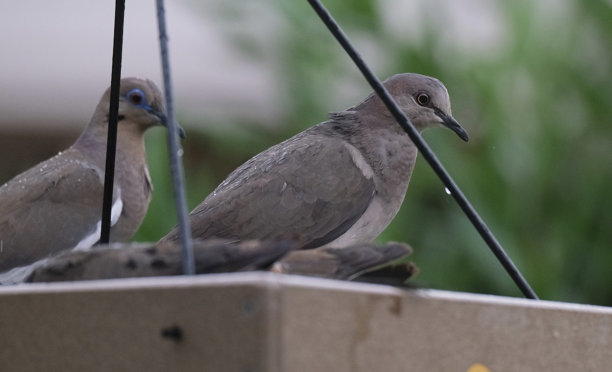 White-tipped Dove - ML638742330
