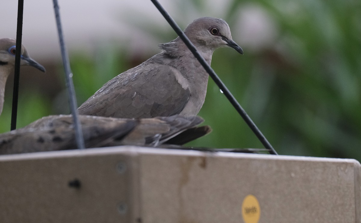 White-tipped Dove - ML638742331